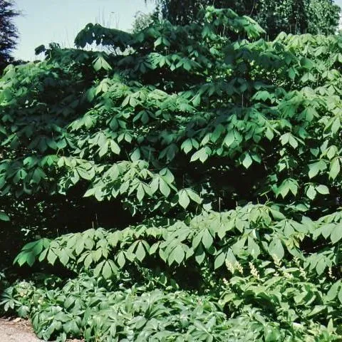thumbnail for publication: Aesculus parviflora: Bottlebrush Buckeye